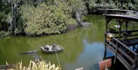 possum_raccoon_gator.jpeg